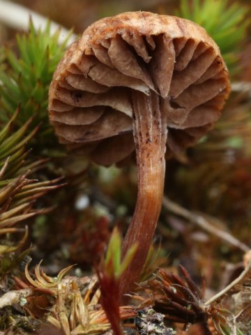 Deconica montana, Trockener Kahlkopf
